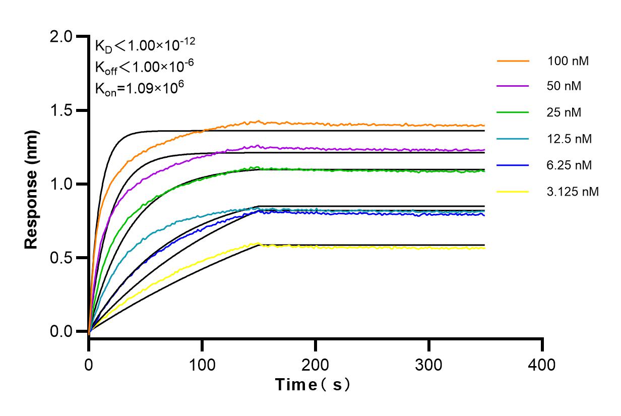 Affinity and Kinetic Characterization of 83908-4-RR