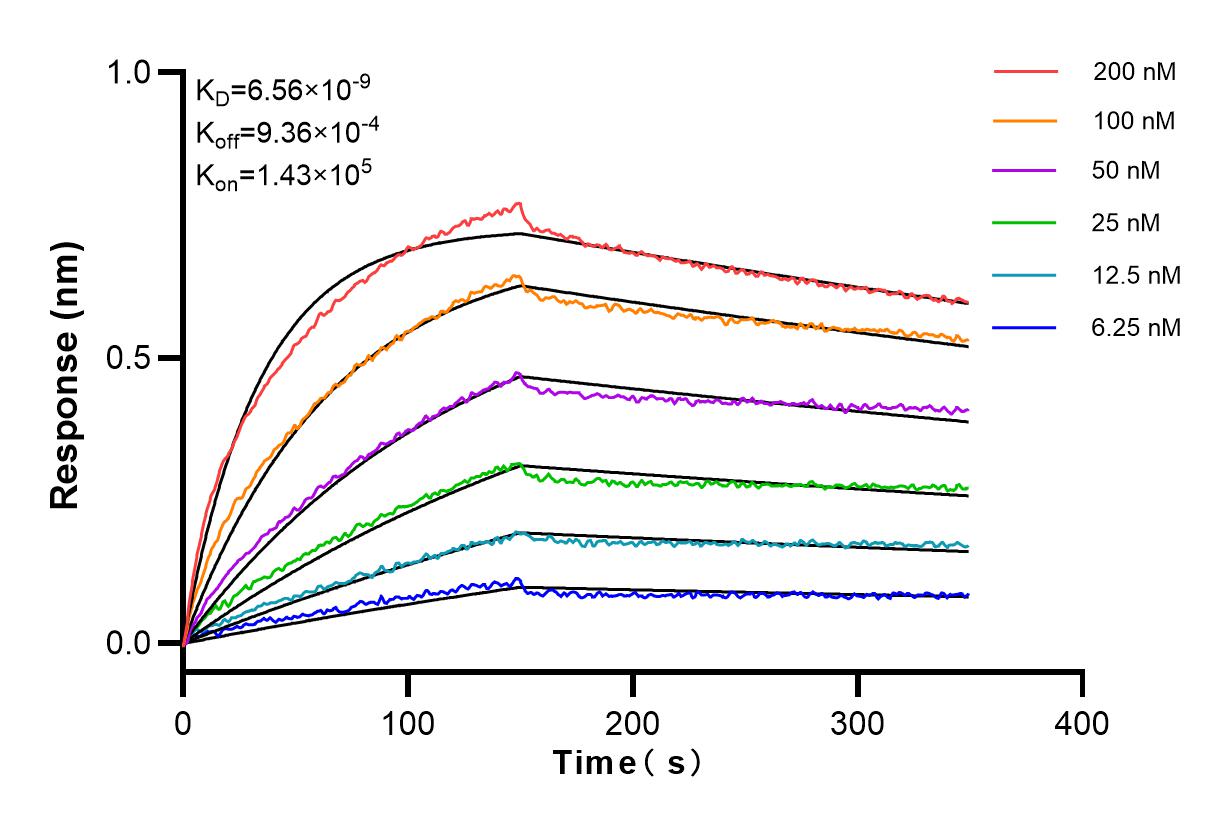 Affinity and Kinetic Characterization of 83919-3-RR