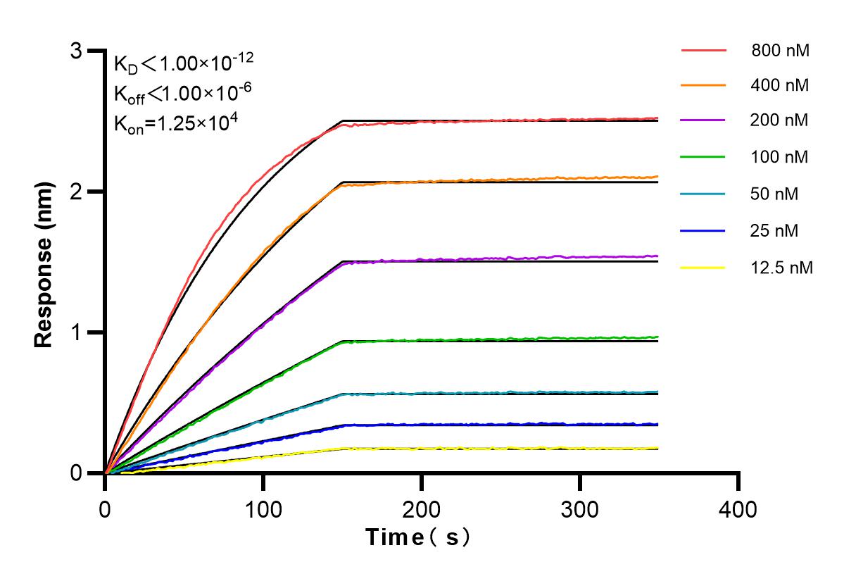 Affinity and Kinetic Characterization of 83921-3-RR