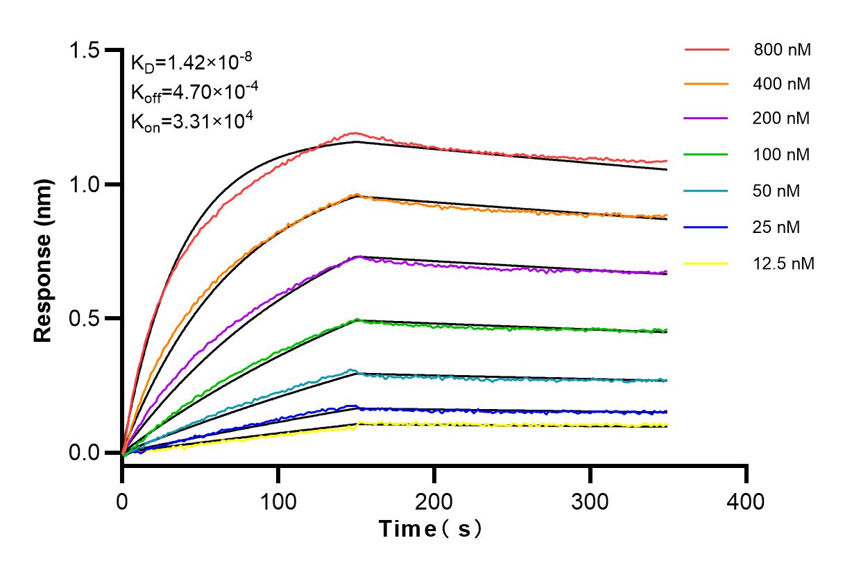 Affinity and Kinetic Characterization of 83922-2-RR