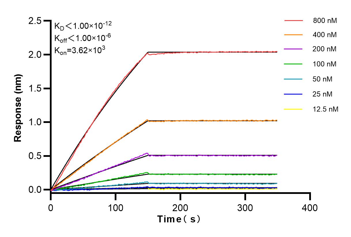 Affinity and Kinetic Characterization of 83928-1-RR