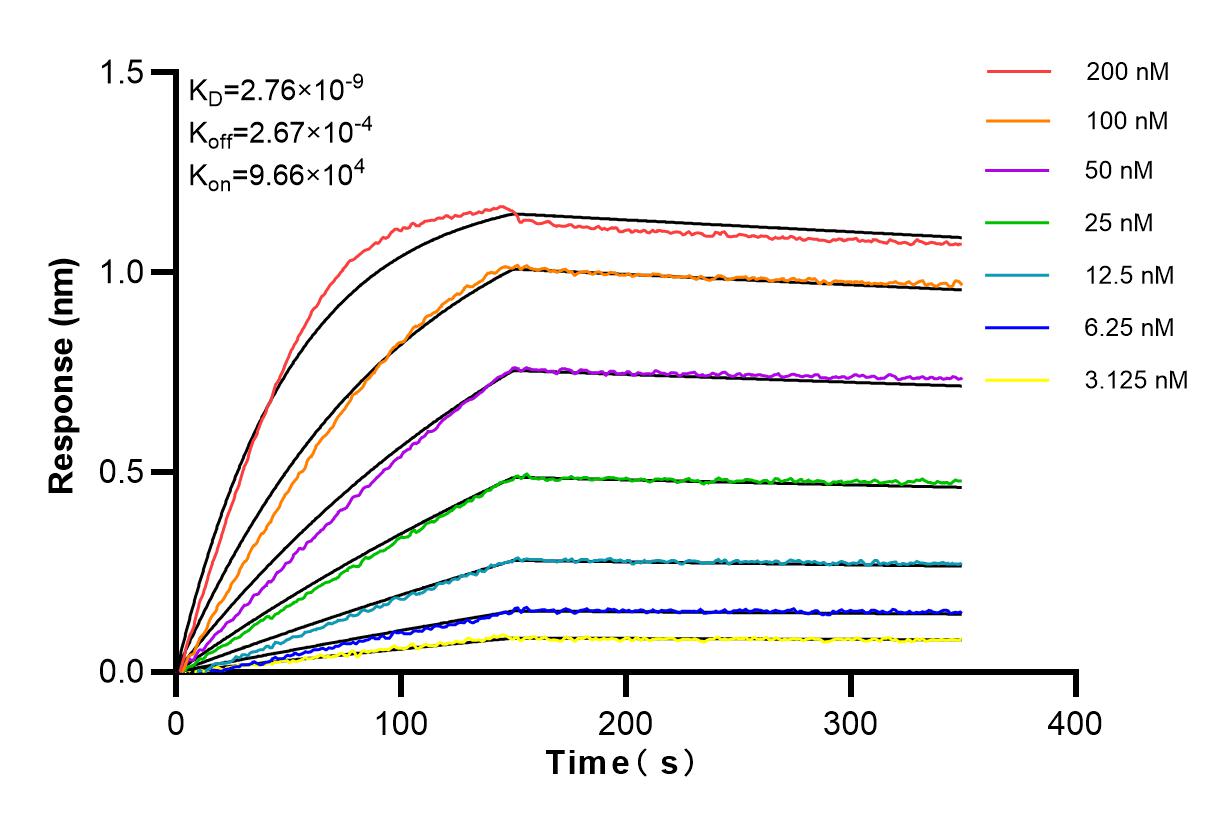 Affinity and Kinetic Characterization of 83934-1-RR