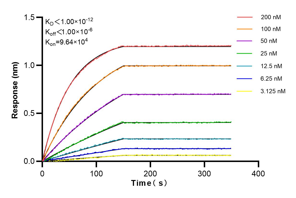 Affinity and Kinetic Characterization of 83946-4-RR