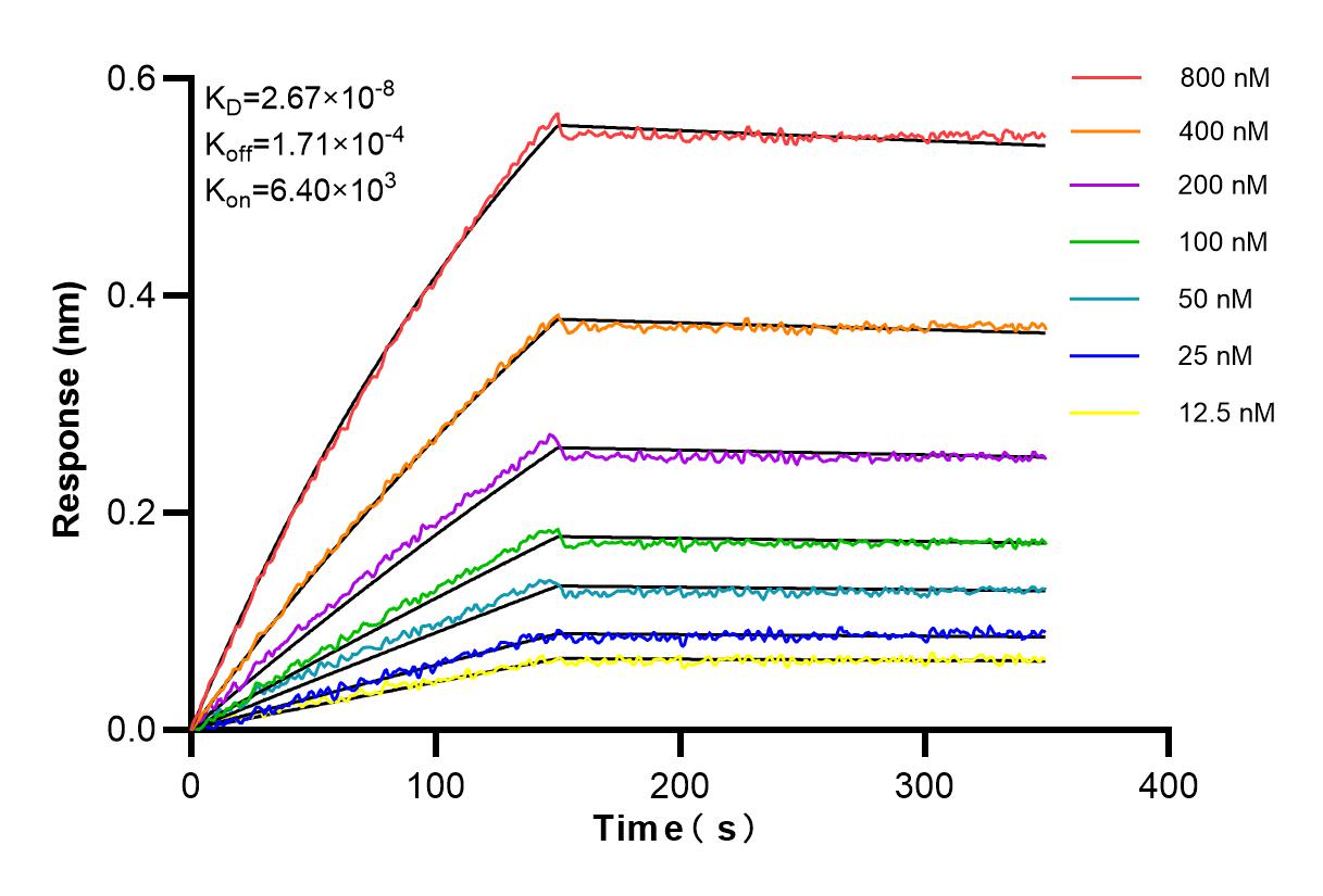 Affinity and Kinetic Characterization of 83949-4-RR