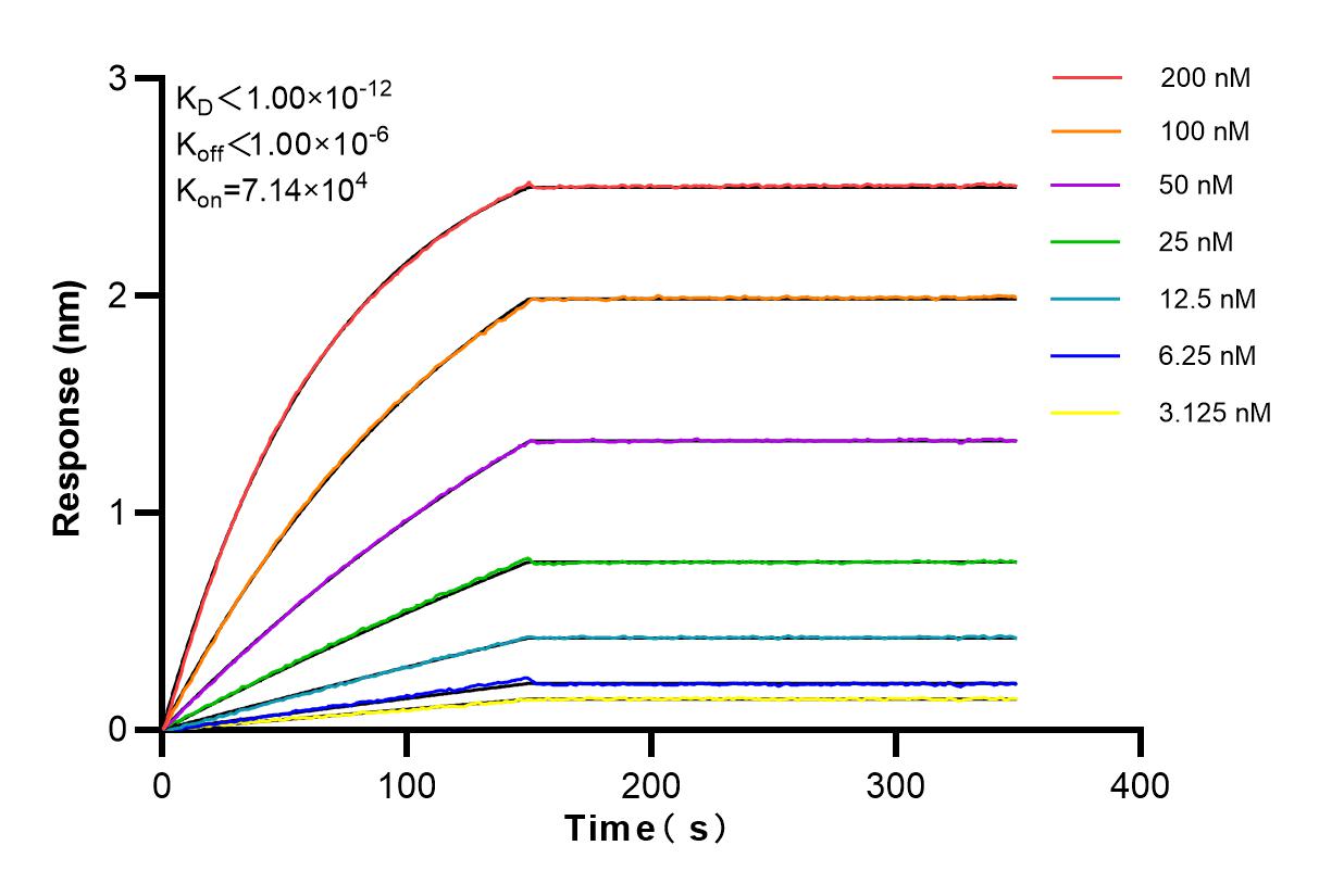 Affinity and Kinetic Characterization of 83951-4-RR