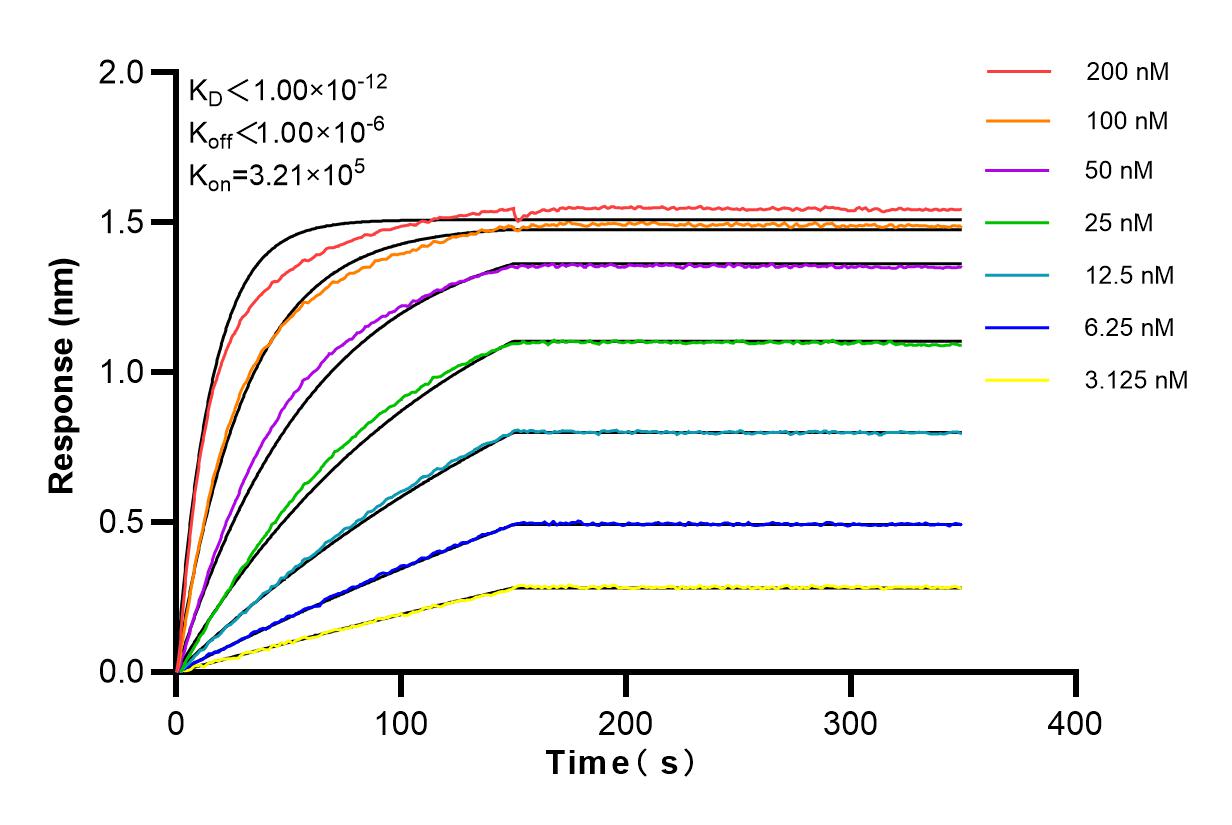 Affinity and Kinetic Characterization of 83954-1-RR