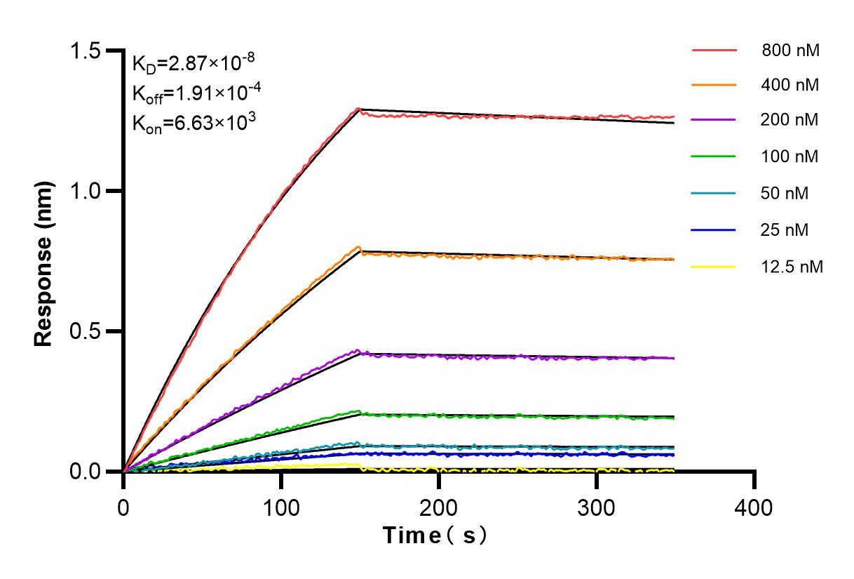 Affinity and Kinetic Characterization of 83976-3-RR