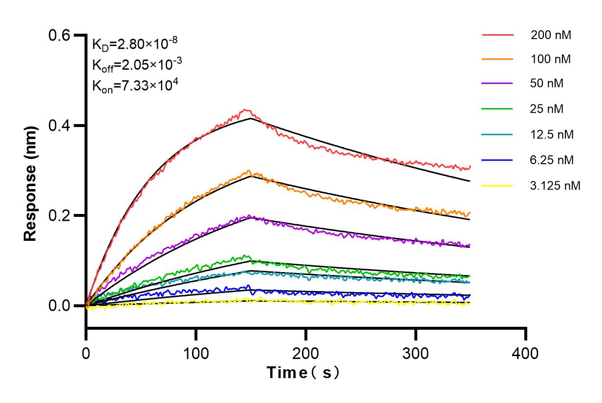 Affinity and Kinetic Characterization of 83983-5-RR