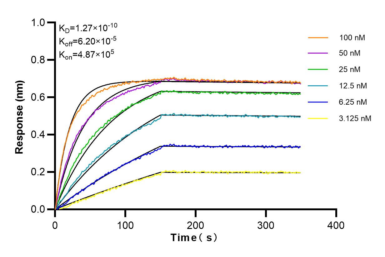 Affinity and Kinetic Characterization of 84012-4-RR