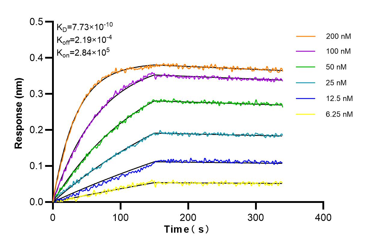 Affinity and Kinetic Characterization of 84013-5-RR