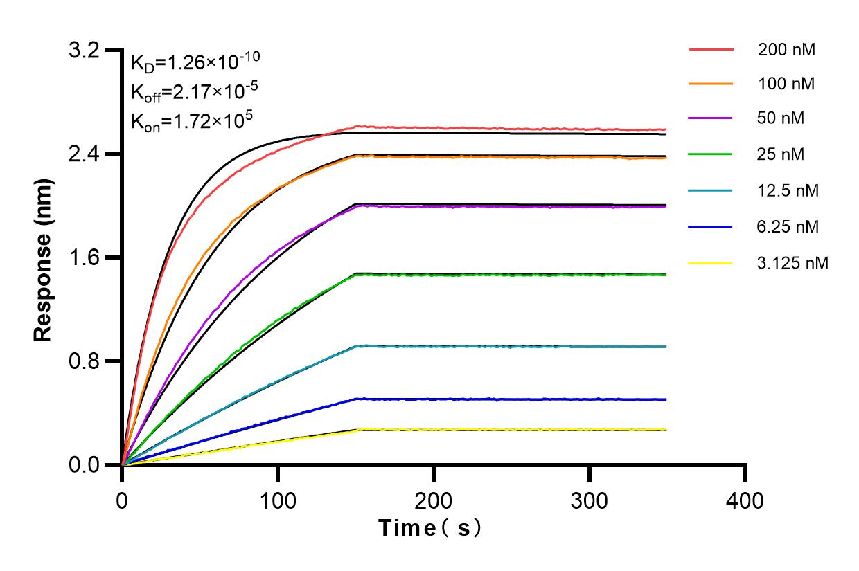 Affinity and Kinetic Characterization of 84018-4-RR