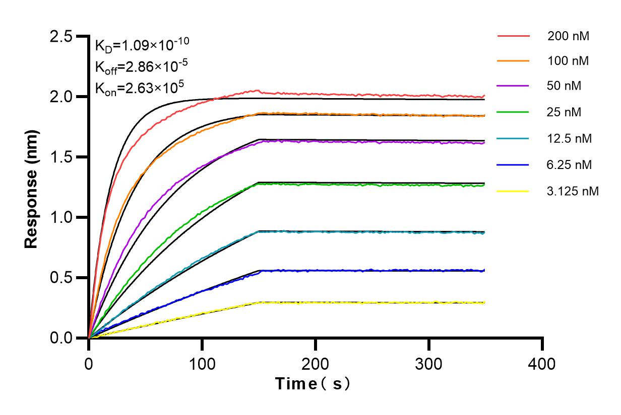 Affinity and Kinetic Characterization of 84022-5-RR