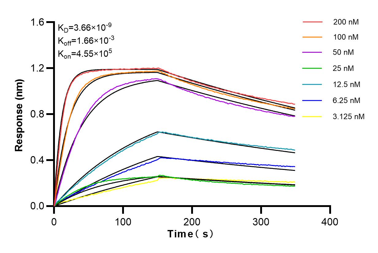 Affinity and Kinetic Characterization of 84024-2-RR