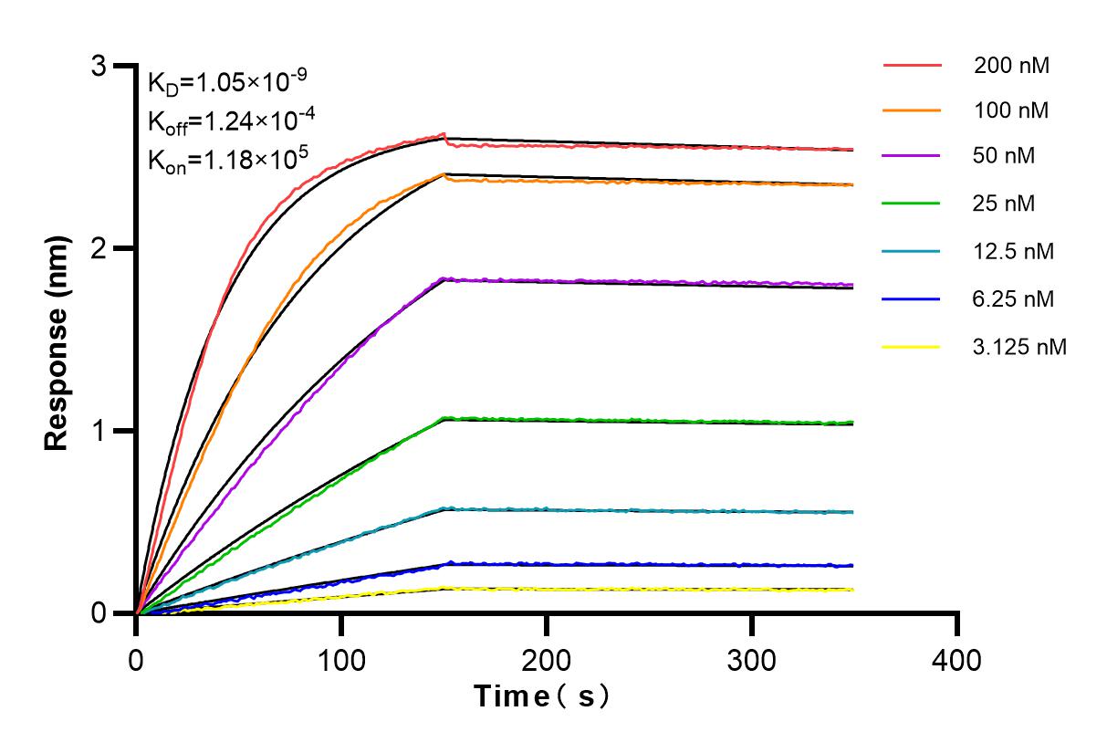 Affinity and Kinetic Characterization of 84027-4-RR