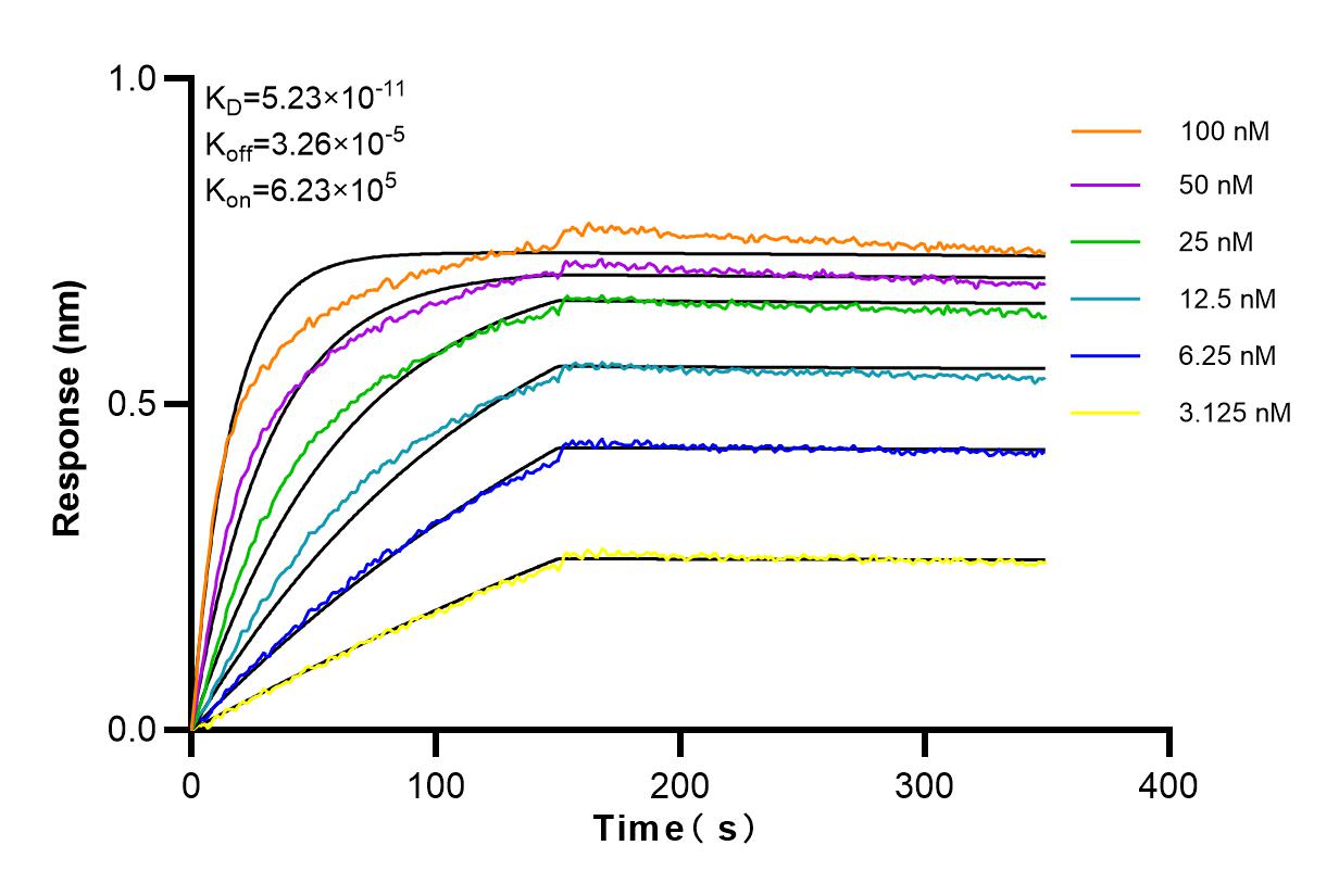 Affinity and Kinetic Characterization of 84030-5-RR