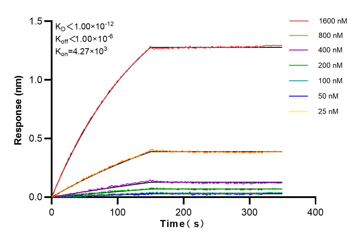 Affinity and Kinetic Characterization of 84045-1-RR