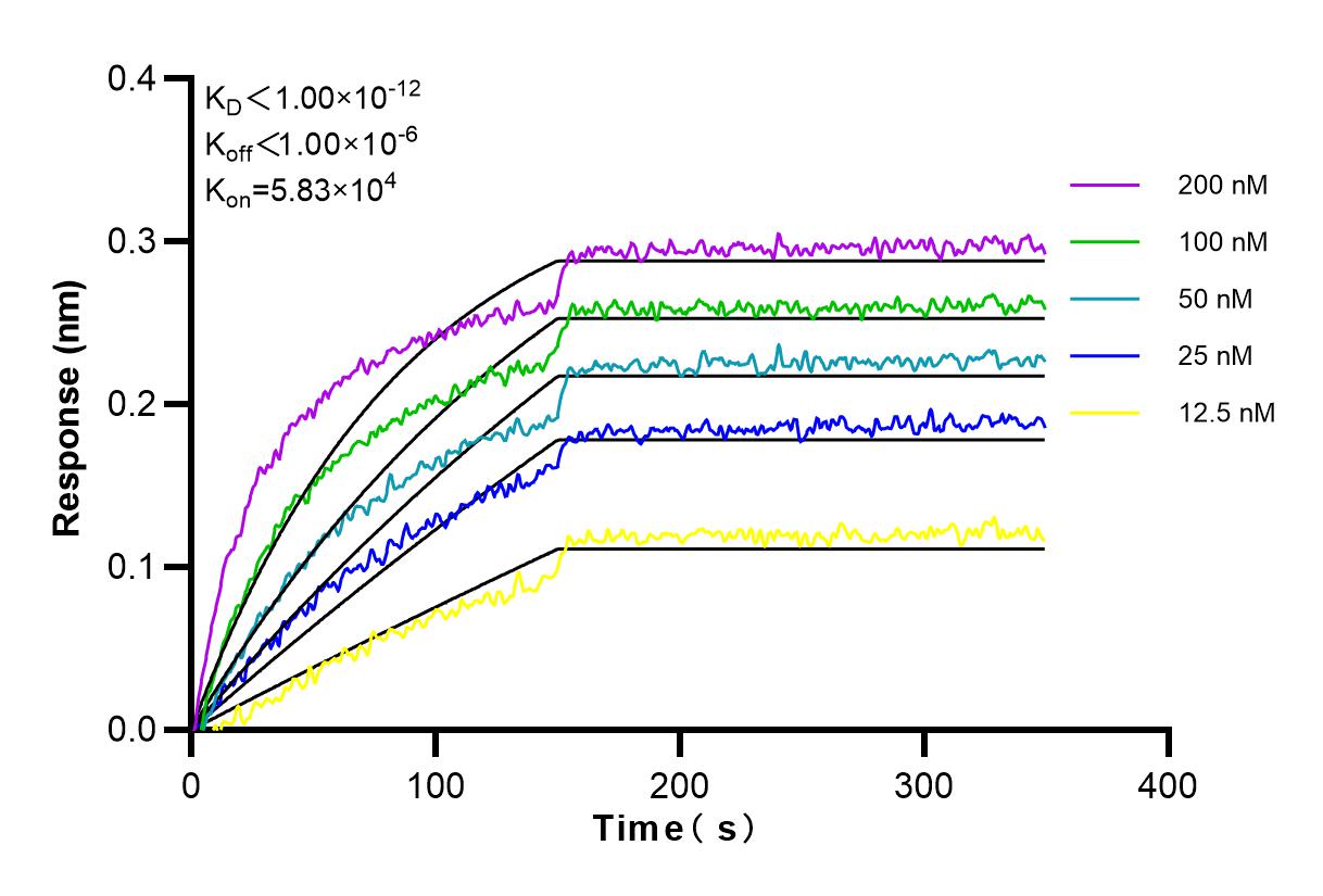 Affinity and Kinetic Characterization of 84058-5-RR