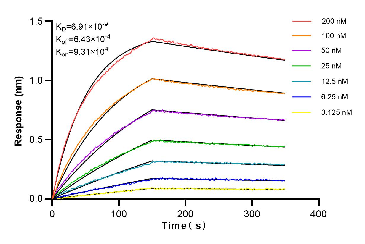 Affinity and Kinetic Characterization of 84067-4-RR