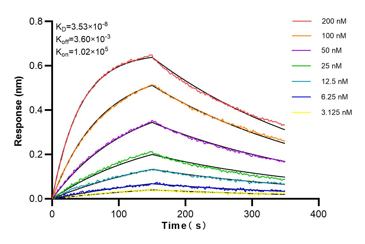 Affinity and Kinetic Characterization of 84072-5-RR