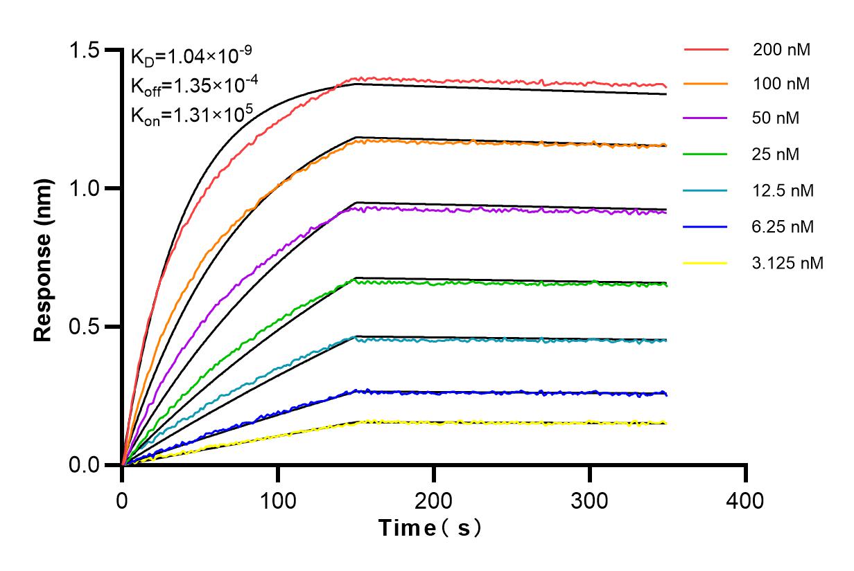 Affinity and Kinetic Characterization of 84113-5-RR