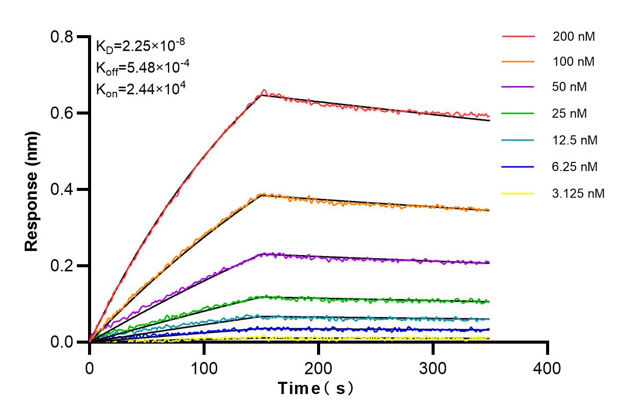 Affinity and Kinetic Characterization of 84123-3-RR