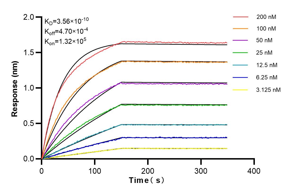 Affinity and Kinetic Characterization of 84128-5-RR