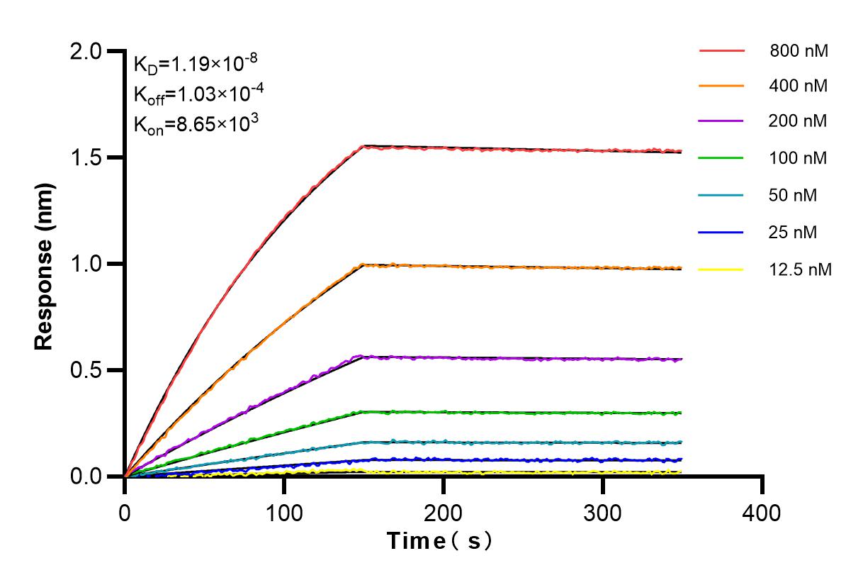 Affinity and Kinetic Characterization of 84129-5-RR