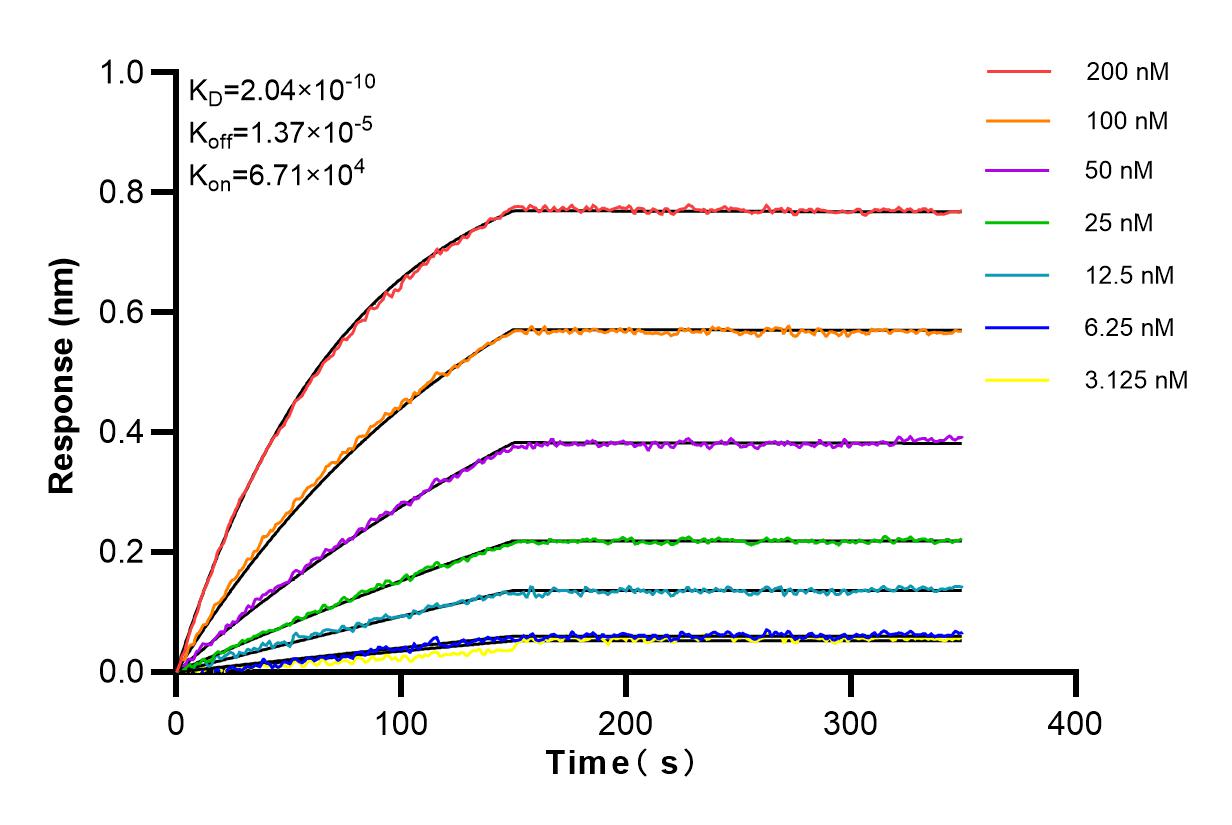 Affinity and Kinetic Characterization of 84137-5-RR