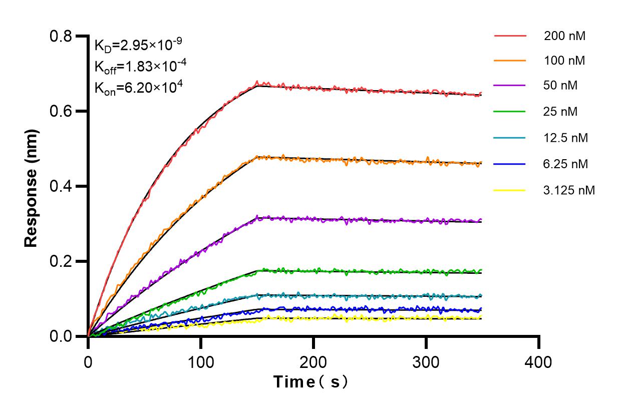 Affinity and Kinetic Characterization of 84138-5-RR