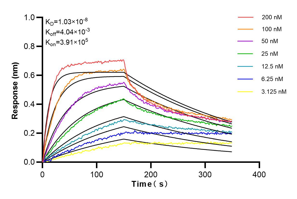 Affinity and Kinetic Characterization of 84148-6-RR