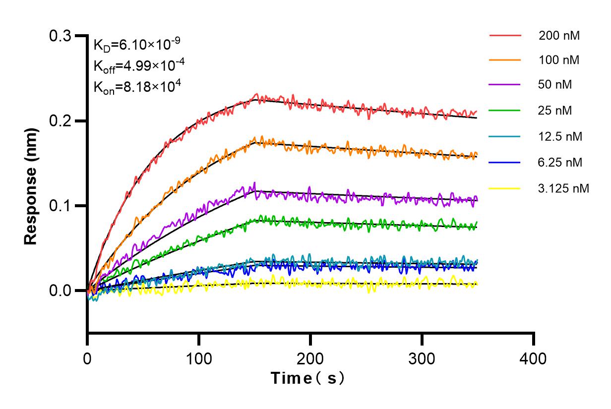 Affinity and Kinetic Characterization of 84154-5-RR