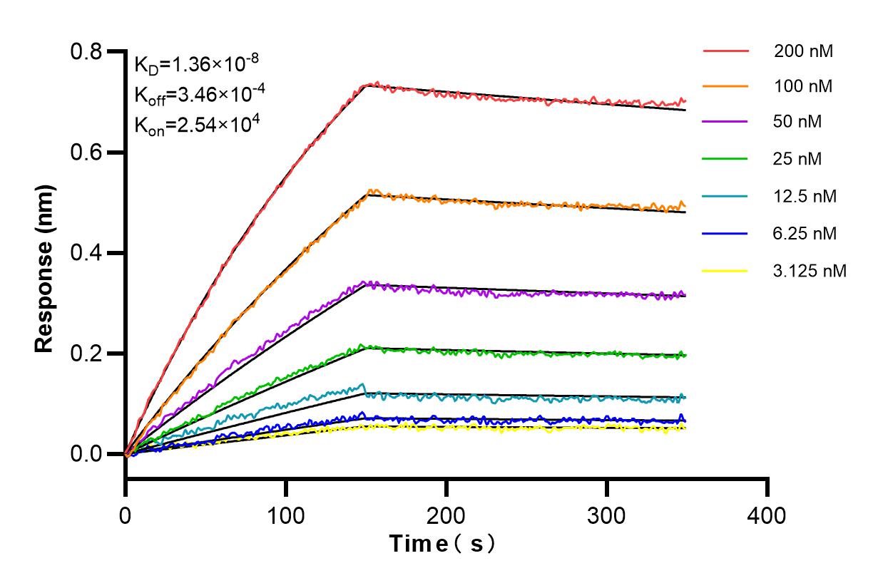 Affinity and Kinetic Characterization of 84155-5-RR