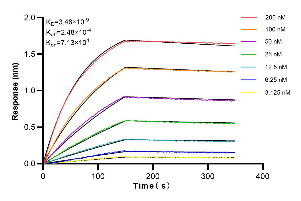 Affinity and Kinetic Characterization of 84161-3-RR