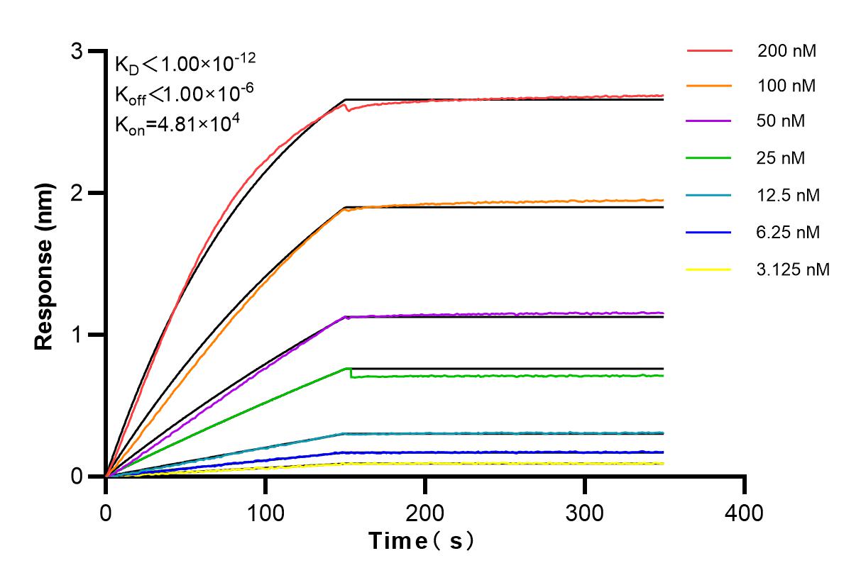 Affinity and Kinetic Characterization of 84173-3-RR