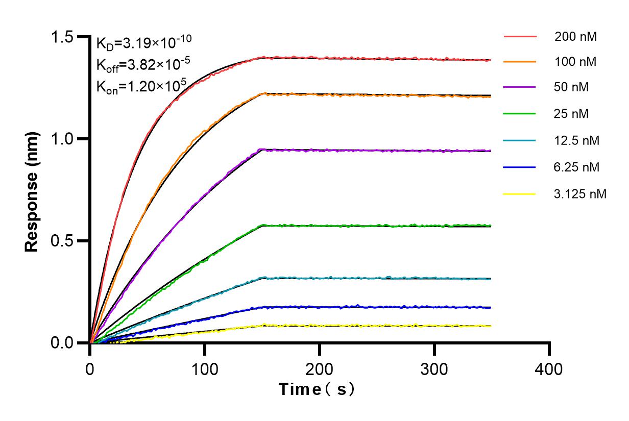 Affinity and Kinetic Characterization of 84178-5-RR