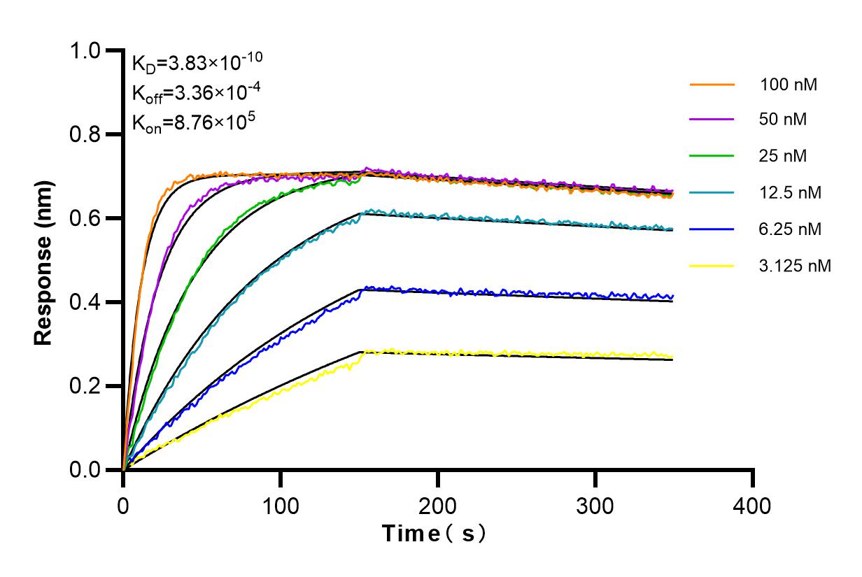 Affinity and Kinetic Characterization of 84180-1-RR