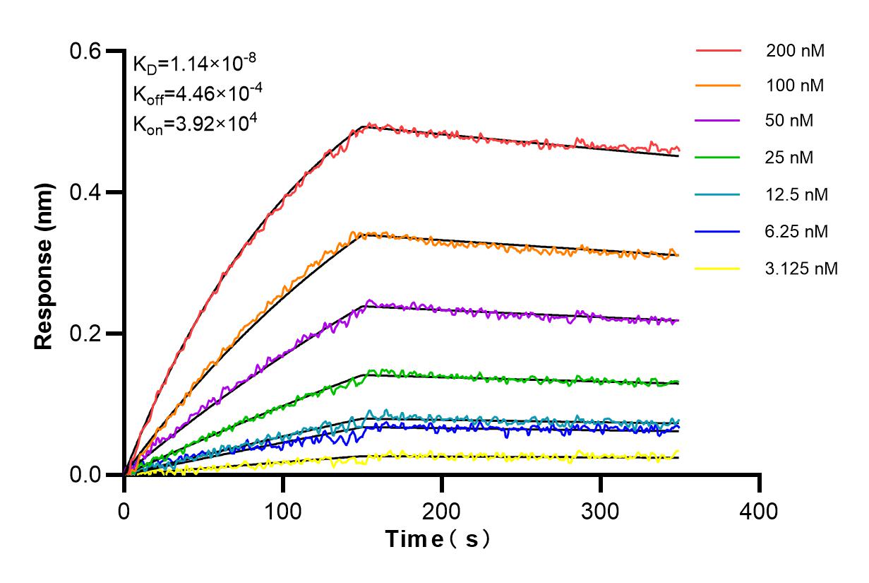 Affinity and Kinetic Characterization of 84181-4-RR