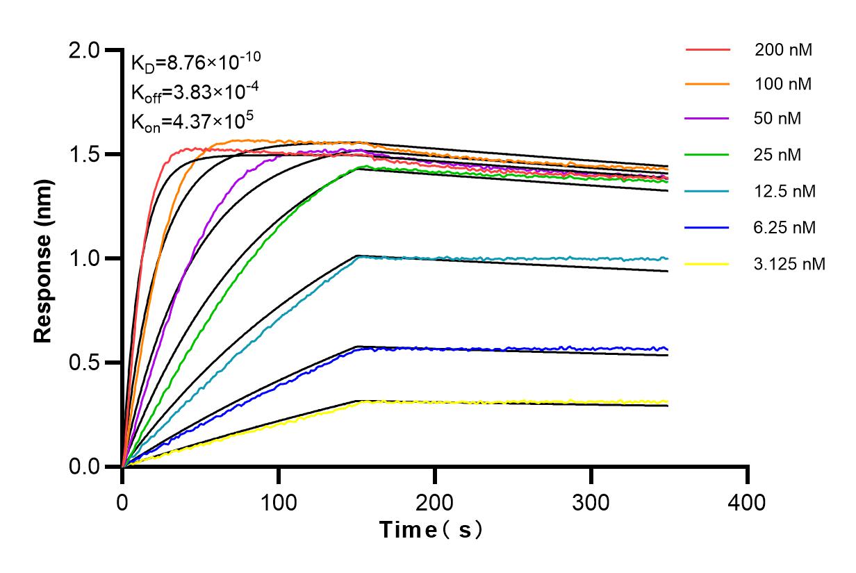 Affinity and Kinetic Characterization of 84199-1-RR