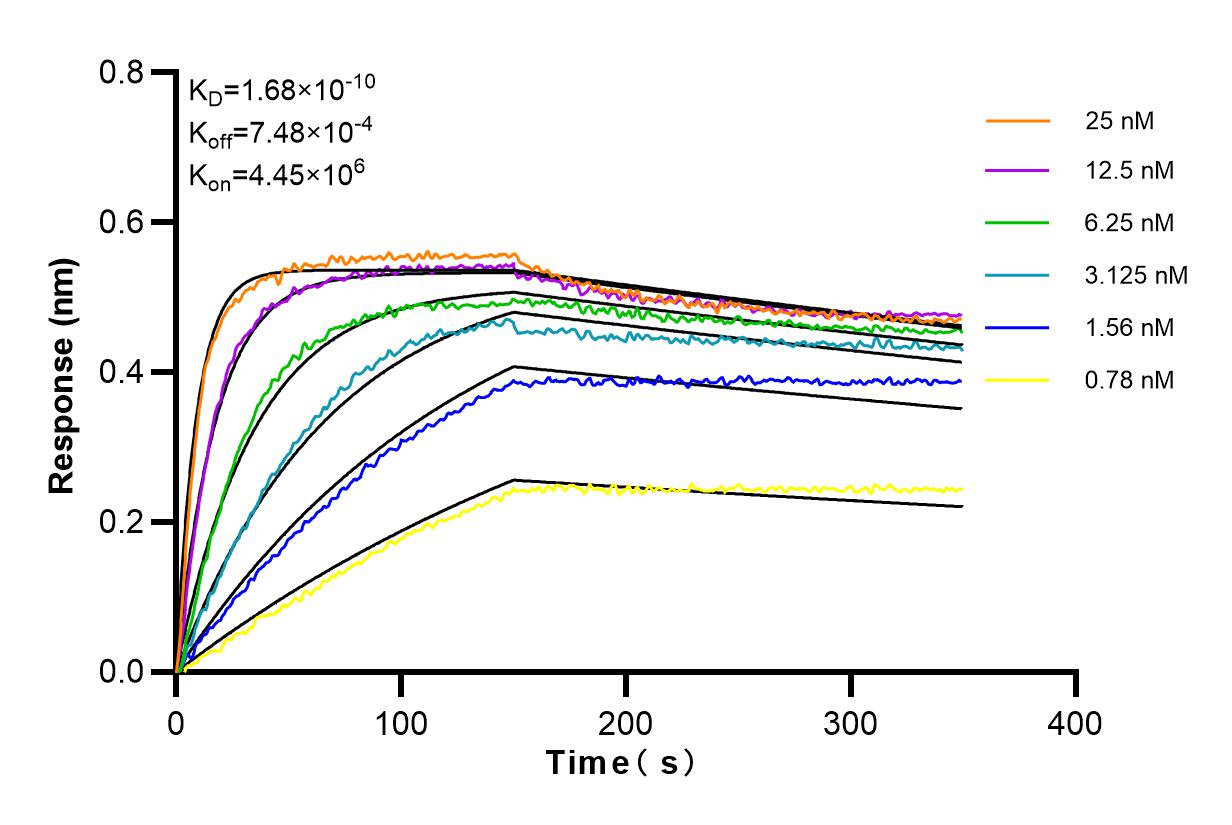 Affinity and Kinetic Characterization of 84212-3-RR