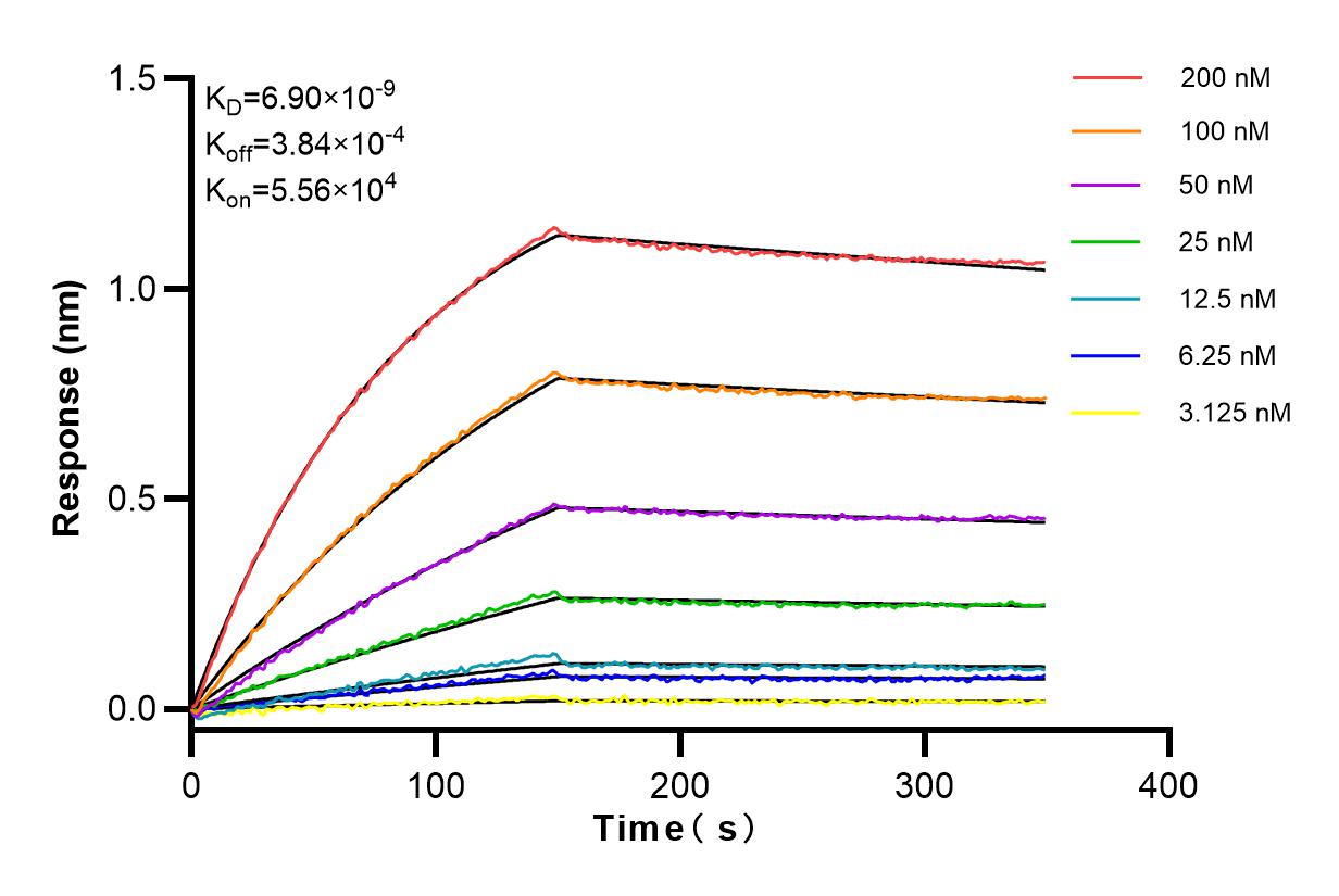 Affinity and Kinetic Characterization of 84213-5-RR