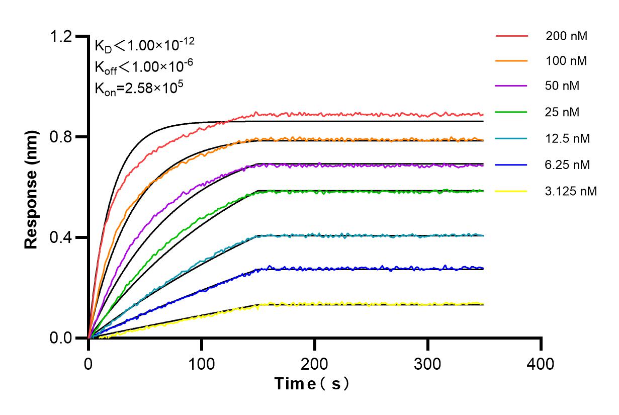 Affinity and Kinetic Characterization of 84233-1-RR