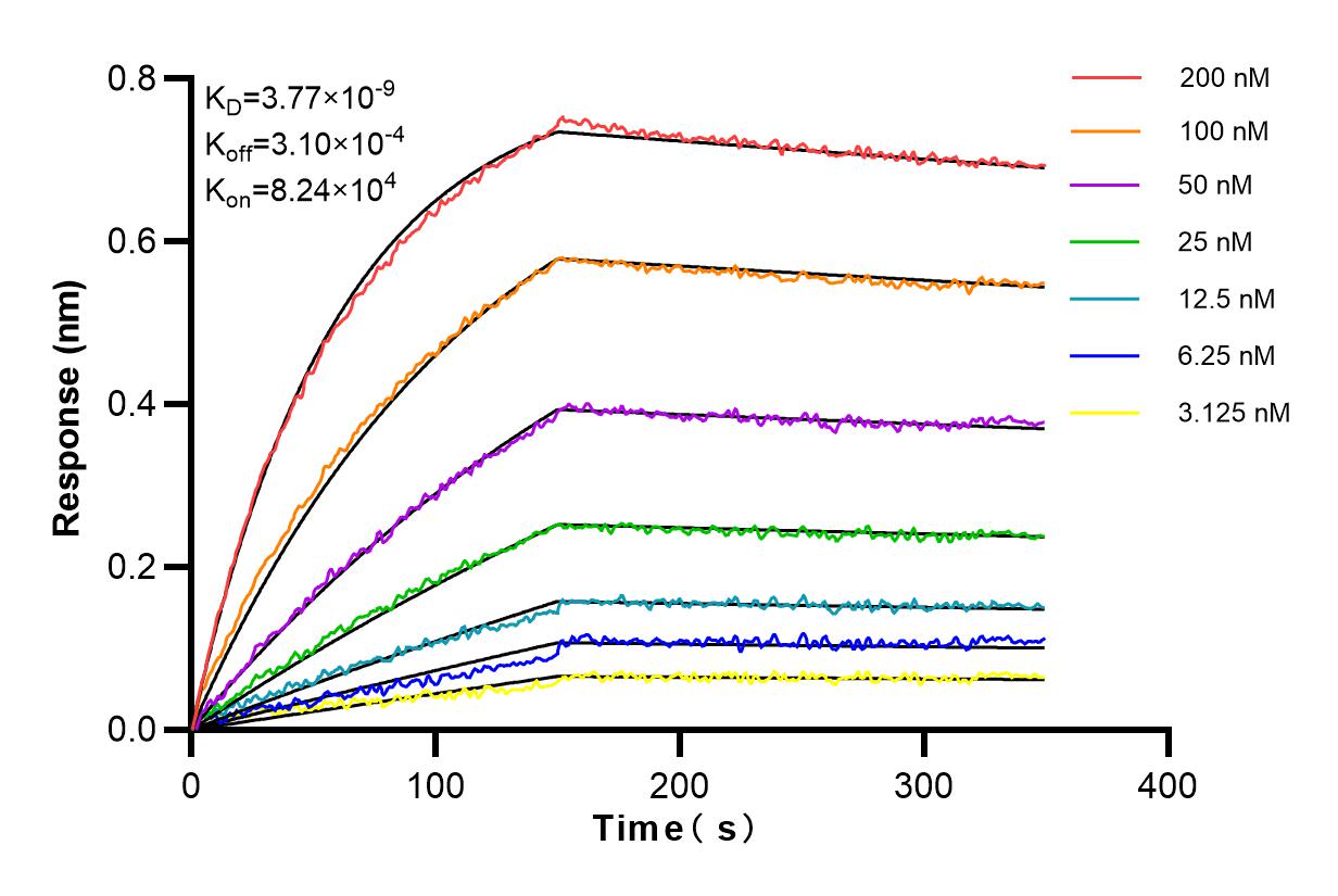 Affinity and Kinetic Characterization of 84236-5-RR