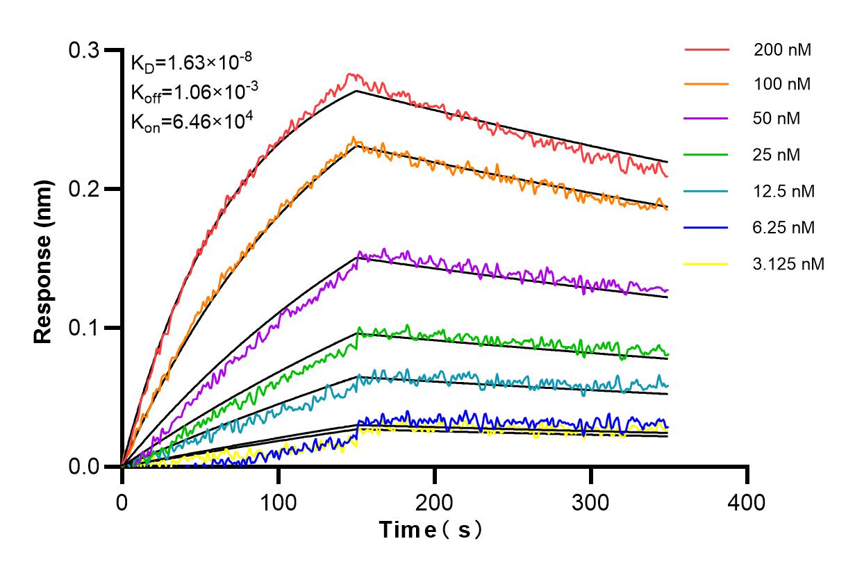 Affinity and Kinetic Characterization of 84242-5-RR