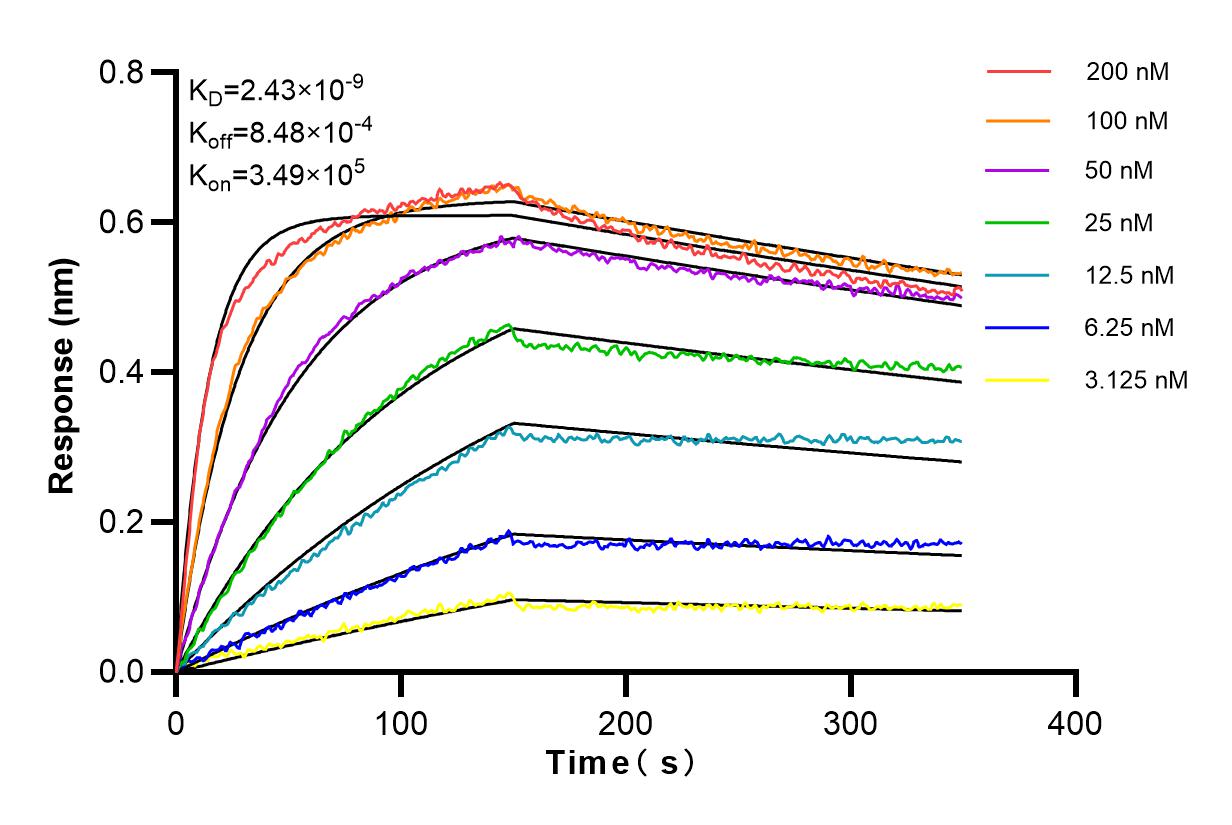 Affinity and Kinetic Characterization of 84282-1-RR