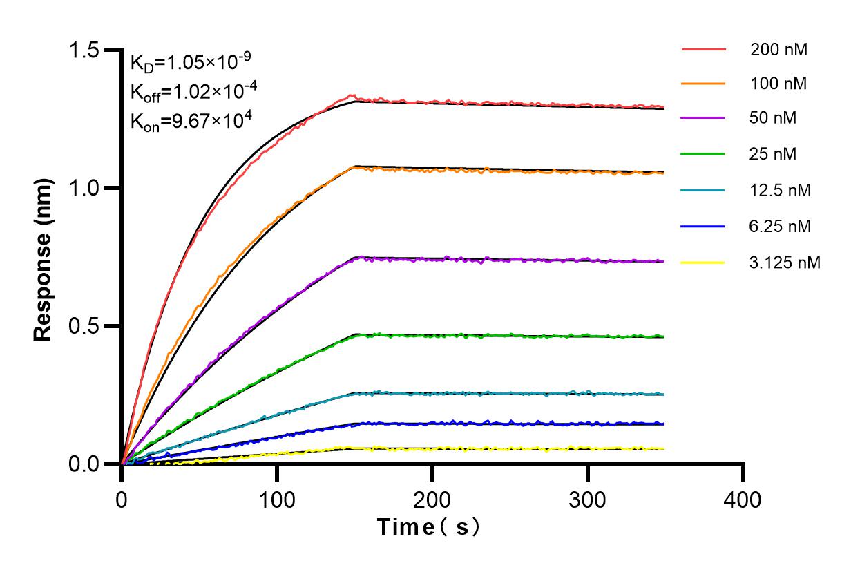 Affinity and Kinetic Characterization of 84285-3-RR