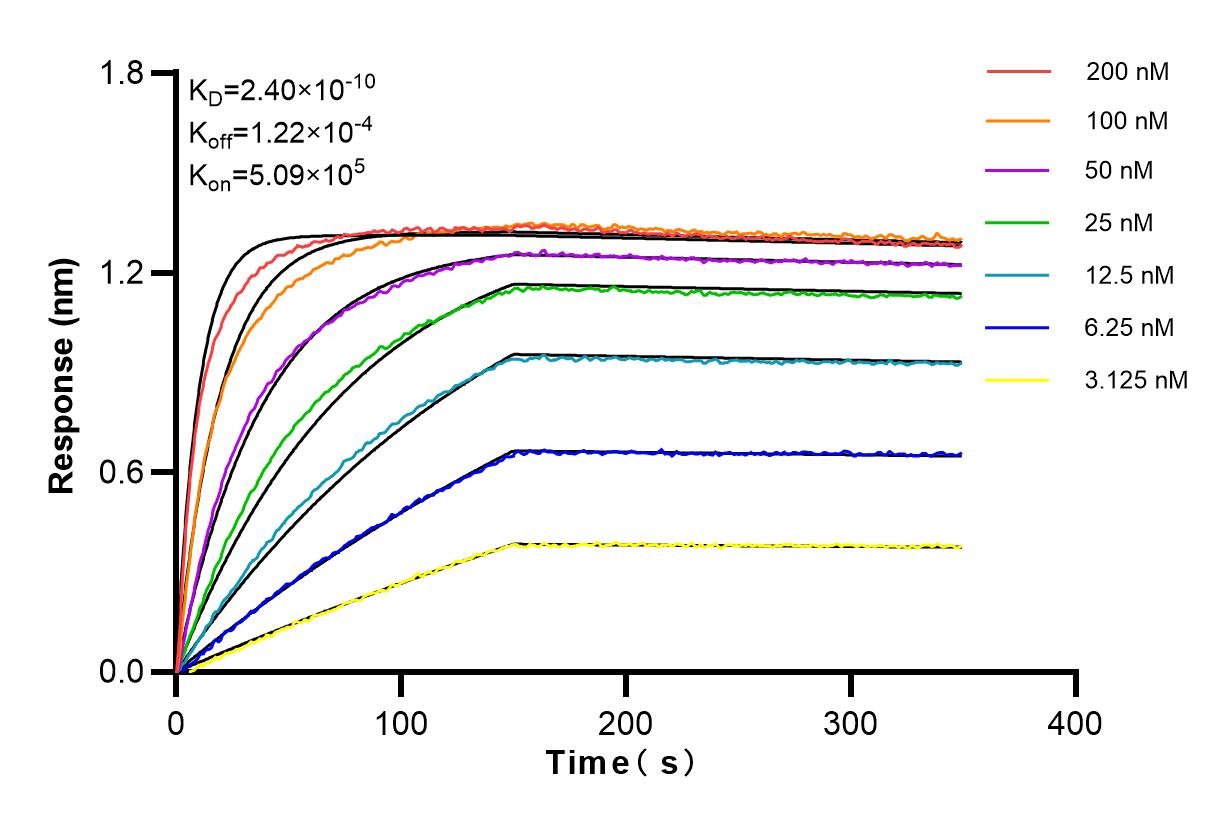 Affinity and Kinetic Characterization of 84304-2-RR