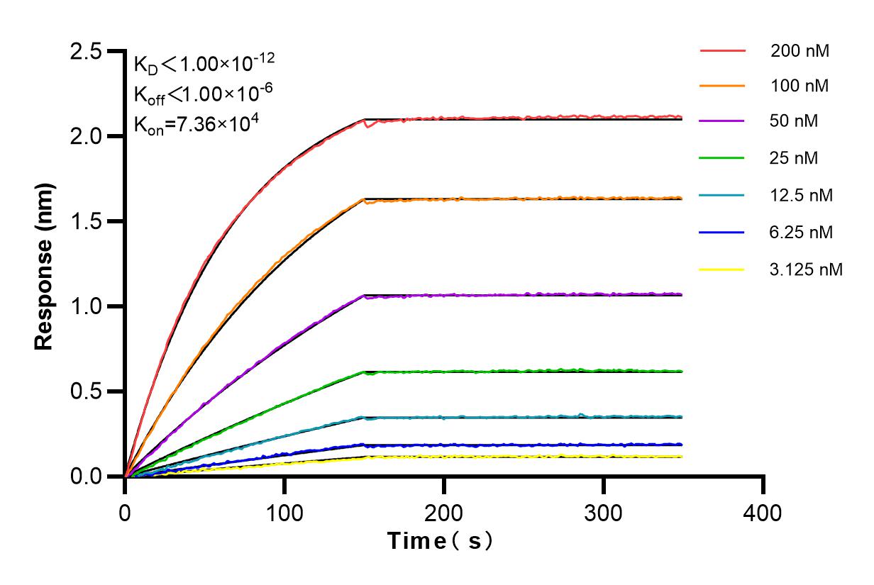 Affinity and Kinetic Characterization of 84310-2-RR