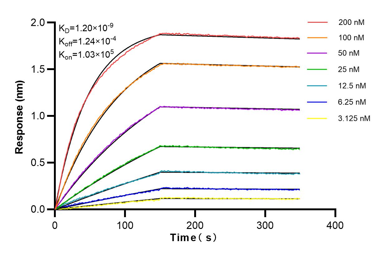 Affinity and Kinetic Characterization of 84312-2-RR