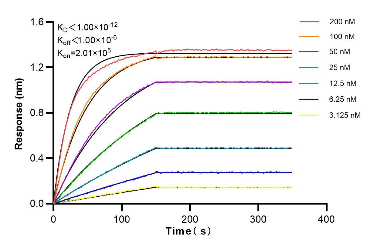 Affinity and Kinetic Characterization of 84319-3-RR