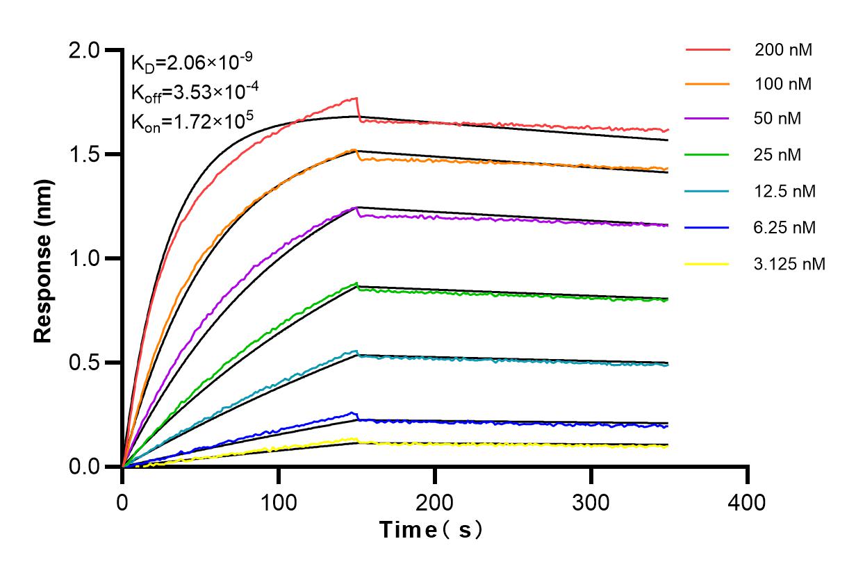 Affinity and Kinetic Characterization of 84328-1-RR